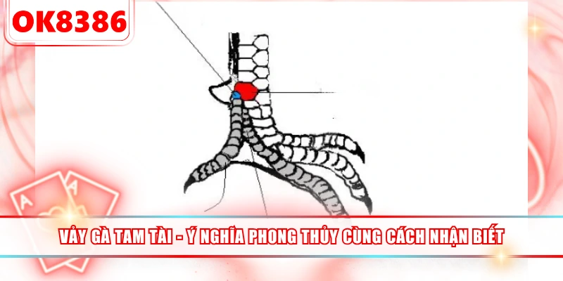 Vảy Gà Tam Tài - Ý Nghĩa Phong Thủy Cùng Cách Nhận Biết